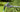 Gardol Telescopic hedge trimmer GHTI 60 600 W; 51 cm